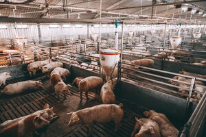 Biologische producten