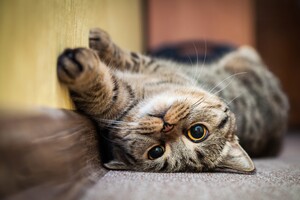 kattencafe nederland