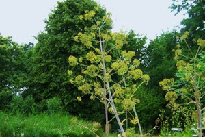 Duivelsdrek