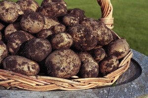 Duurzame aardappels