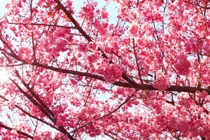 Bloesembomen