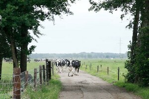 Kalfsvlees