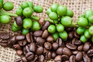 Wat is koffie?