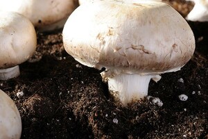 Zelf paddenstoelen kweken