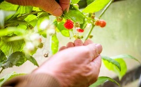 Fruit Michiel Korthals