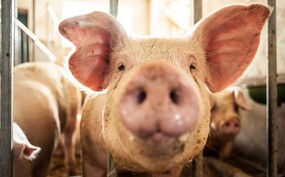 Eigen varkens slachten