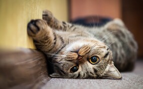 kattencafe nederland