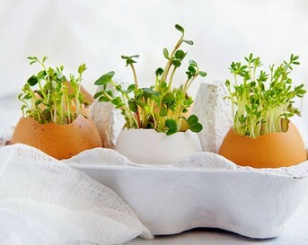 mini moestuintje