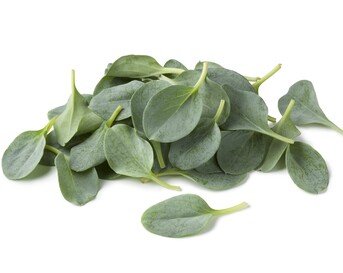 oesterblad