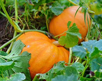 Pompoen