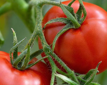 Tomaten