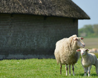Texels lam