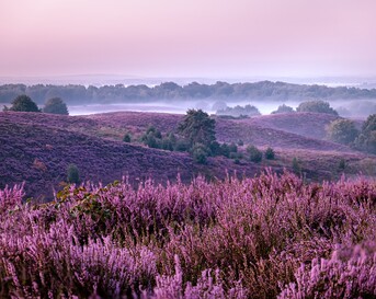 Veluwe