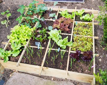 moestuin