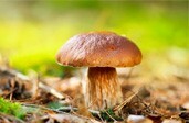 Niet plukken: paddenstoelen