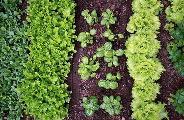 10 moestuintips van de tuinders