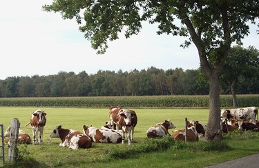 Duurzaam: wat is dat nou eigenlijk? Op onderzoek bij Nederlandse boeren