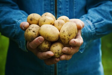 Aardappels bewaren