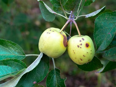 fruit