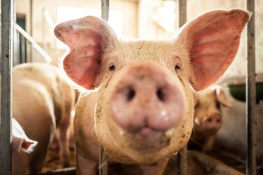 Eigen varkens slachten