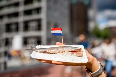 Hollandse nieuwe