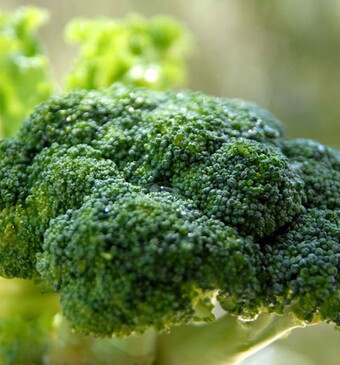 Broccoli