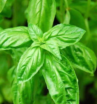 Basilicumplant