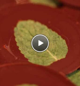 Homemade muntchocolaatjes