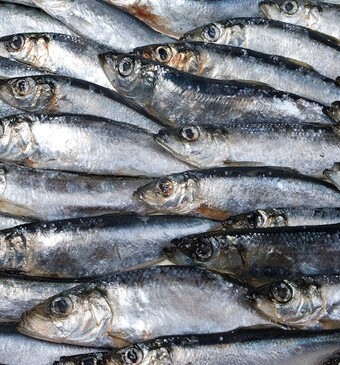 Nog even wachten op Hollandse Nieuwe