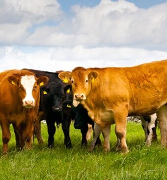 Diervriendelijk, mals en smaakvol rundvlees