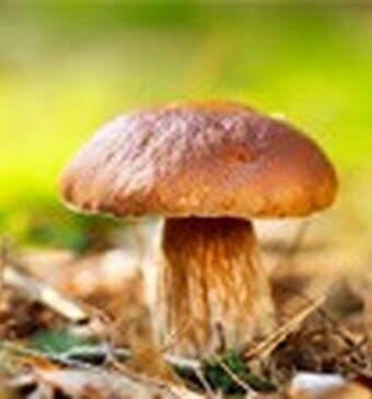 Niet plukken: paddenstoelen