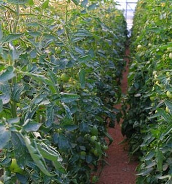 Nederlandse tomaat wereldkampioen