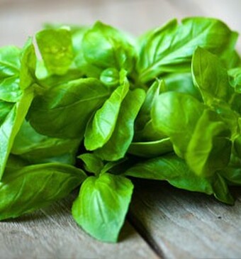 Red je restje basilicum