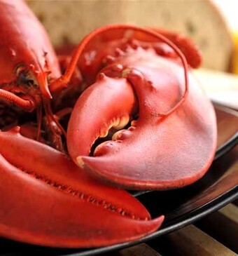 Verfijnd en smaakvol: de Oosterscheldekreeft