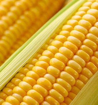 Is maïs een groente?