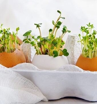 Mini moestuin in een eitje