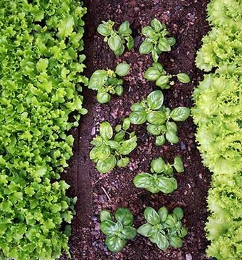 10 moestuintips van de tuinders