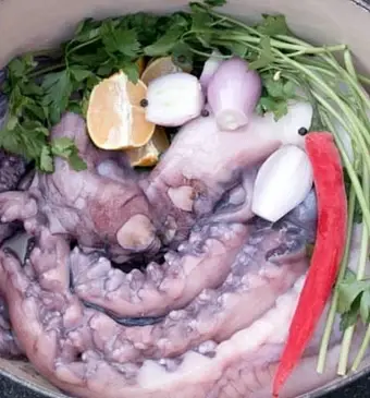 Octopus is niet eng