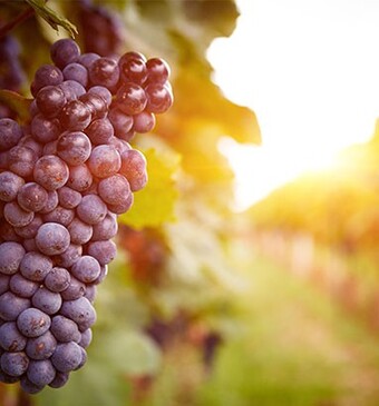 Rijp voor de pluk: druiven