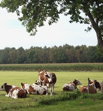 Duurzaam: wat is dat nou eigenlijk? Op onderzoek bij Nederlandse boeren