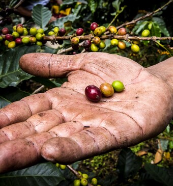 Koffie in Colombia