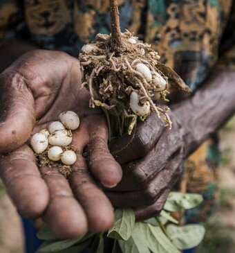 Steun de boeren in Zimbabwe met Share a Seed