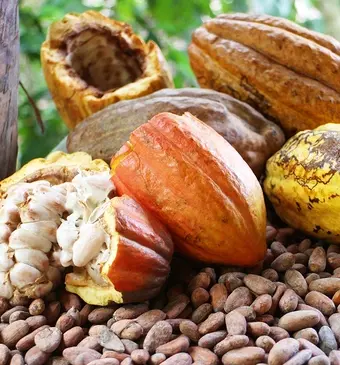 Cacaoboon DR