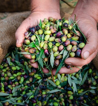 Olijven bewaren