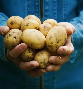 Aardappels bewaren