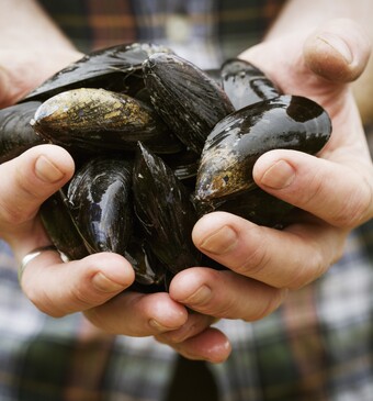 Het leven van een mossel