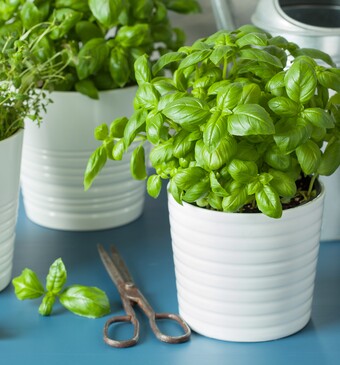 Verse kruidenplanten verzorgen