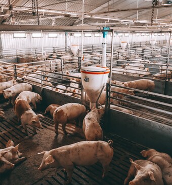 Biologische producten