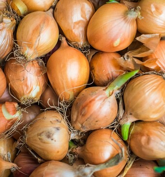 uien uitgelopen eetbaar