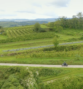 niederosterreich wijngaard